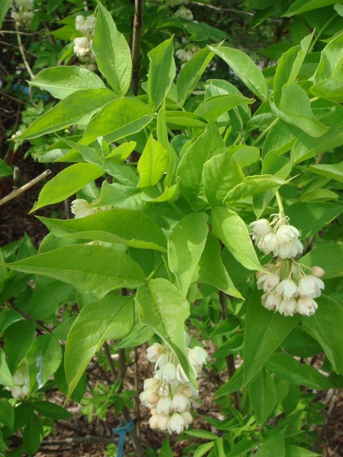 Staphylea pinnata fleur